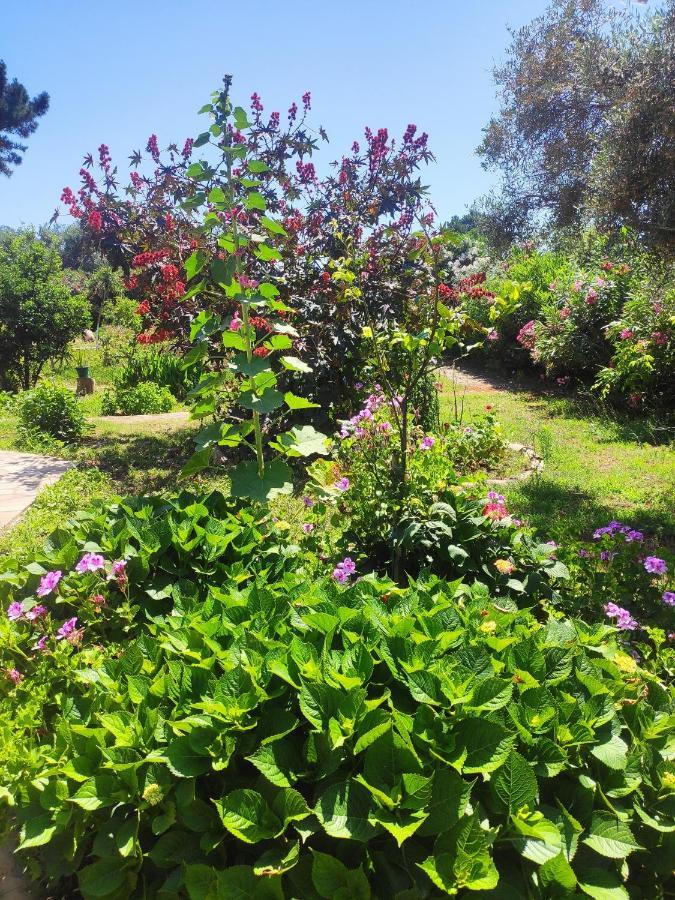 Tetraktys Estate Beachside Υδωρ Agios Matthaios  Exterior photo